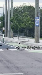 Family of Geese Crosses Road Using Crosswalk