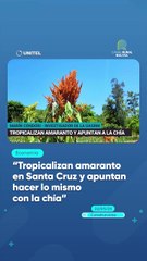 “Tropicalizan amaranto en Santa Cruz y apuntan hacer lo mismo con la chía”