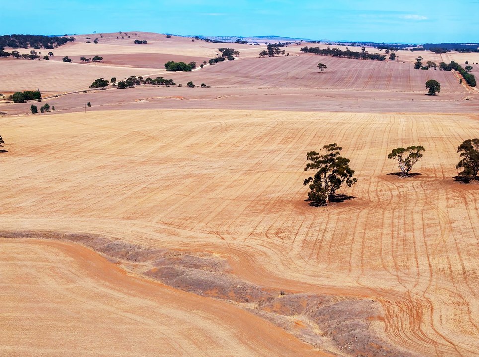 Heans, Auburn cropping paddock for sale in SA's Mid North.
