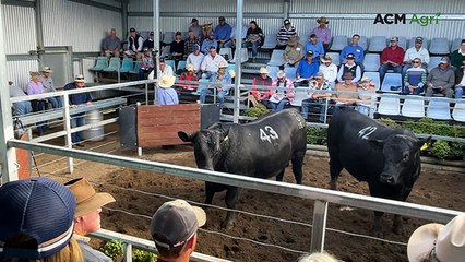 Top-priced bull at the Dulverton Angus on-property sale