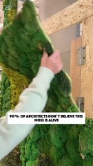 Real plants for room decoration