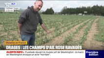 Tarn: ce producteur d'ail rose a perdu la totalité de ses plants à cause du passage de la tempête de grêle