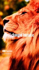 Rise & Inspire: Be Fearless Like a Lion. Watch This Powerful Motivation