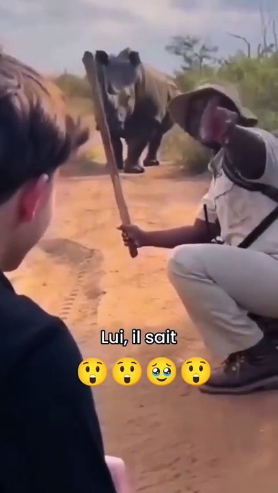 This big animals want to play