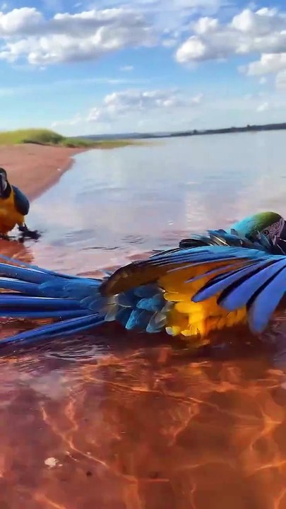 Parrot 🦜  drinks water