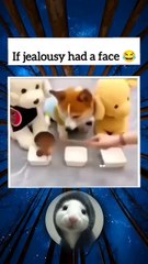 if jealousy had a Face 😜🤣 #memes #funny #jealousy #puppy #shorts #short