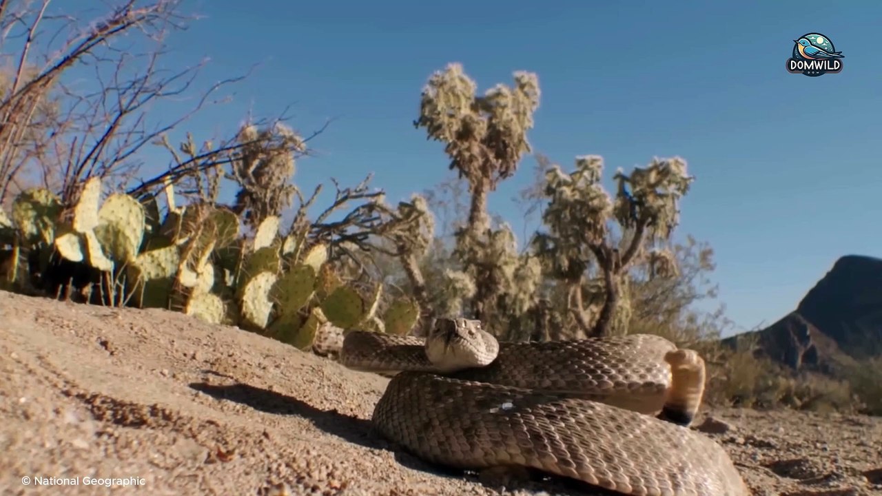 Roadrunner – The Swift Warrior of the Scorching Desert