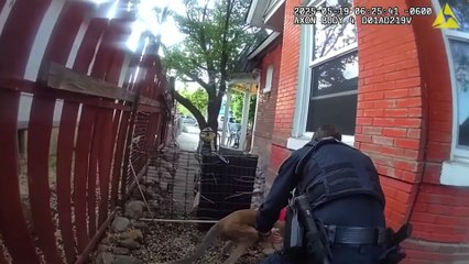 Polícia apanha canguru em fuga nos Estados Unidos