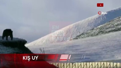 Ardahan'da boz ayı böyle görüntülendi