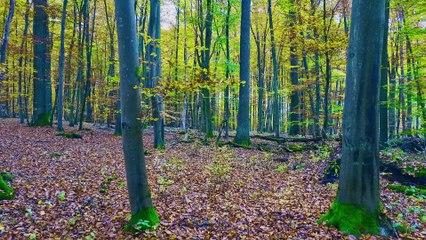 4K Relaxation in Oak Forest; Birds & Nature's Silence (Away From the Noise)