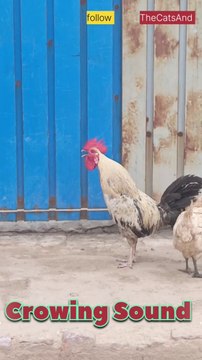 Rooster Crowing sounds | Morning Sounds| #foryou #bird #sound @TheCatsAnd