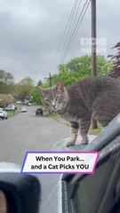 Surprise Passenger?! Cat Randomly Jumps Into Parked Car!