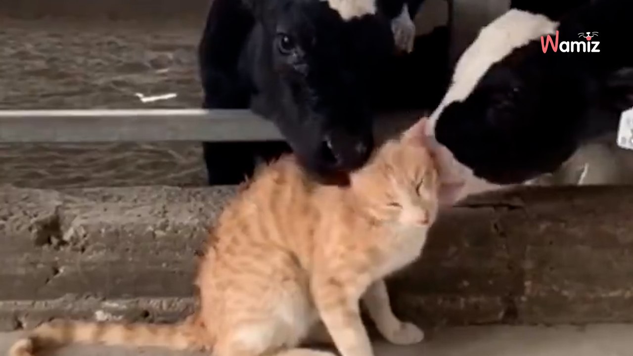 Rote Katze verirrt sich im Kuhstall: Mit diesen Konsequenzen hat sie wohl nicht gerechnet (Video)