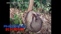 Ilegal na panghuhuli ng pangolin, isa sa mga kasong binabantayan sa Palawan | Philippine Defenders