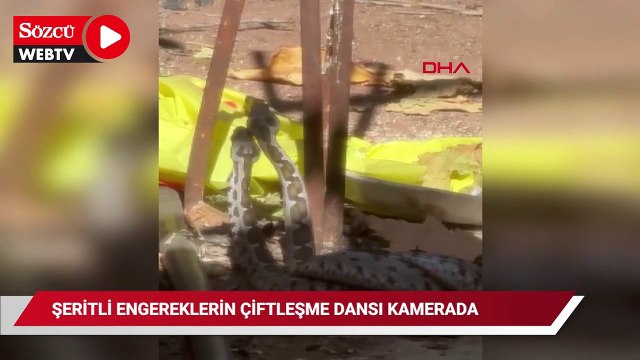 Şeritli engereklerin çiftleşme dansı kamerada