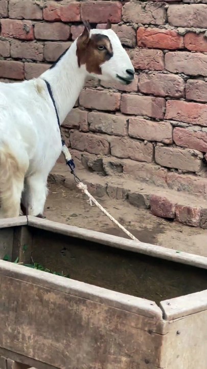 Pets life