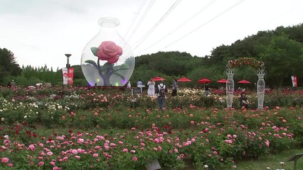 '300만 송이 장미'...울산대공원 장미축제 북적 / YTN