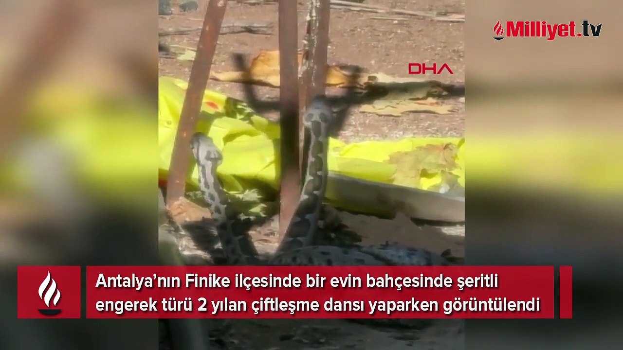 Şeritli engereklerin çiftleşme dansı kamerada