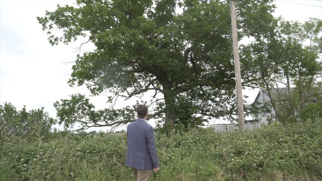 Bid to protect centuries old oak trees in Hoo from being removed