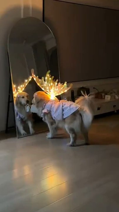 #funny#dog