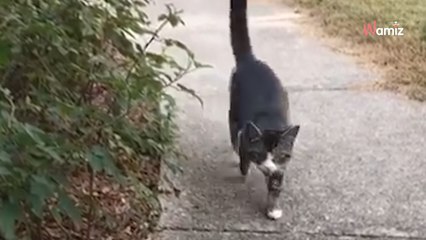 Errant, ce chat décide provoquer son destin : son attitude va lui offrir les portes d’une famille
