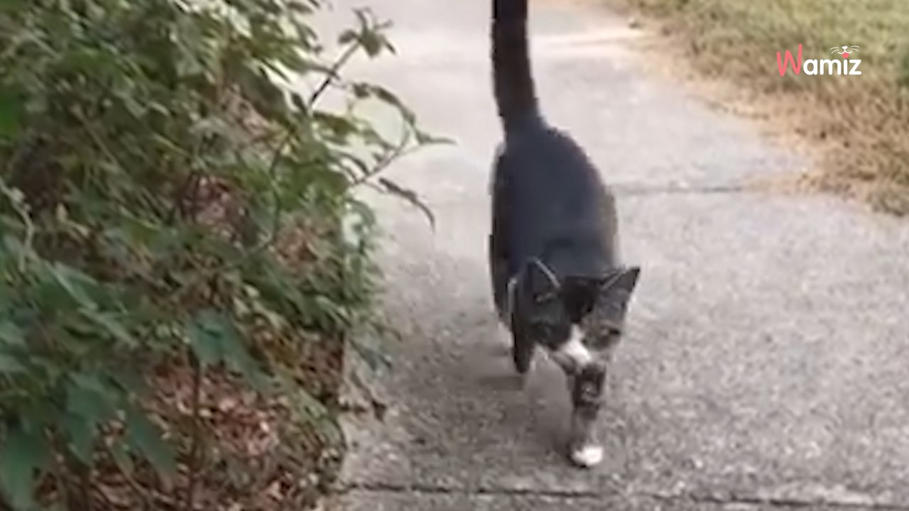 Errant, ce chat décide provoquer son destin : son attitude va lui offrir les portes d’une famille