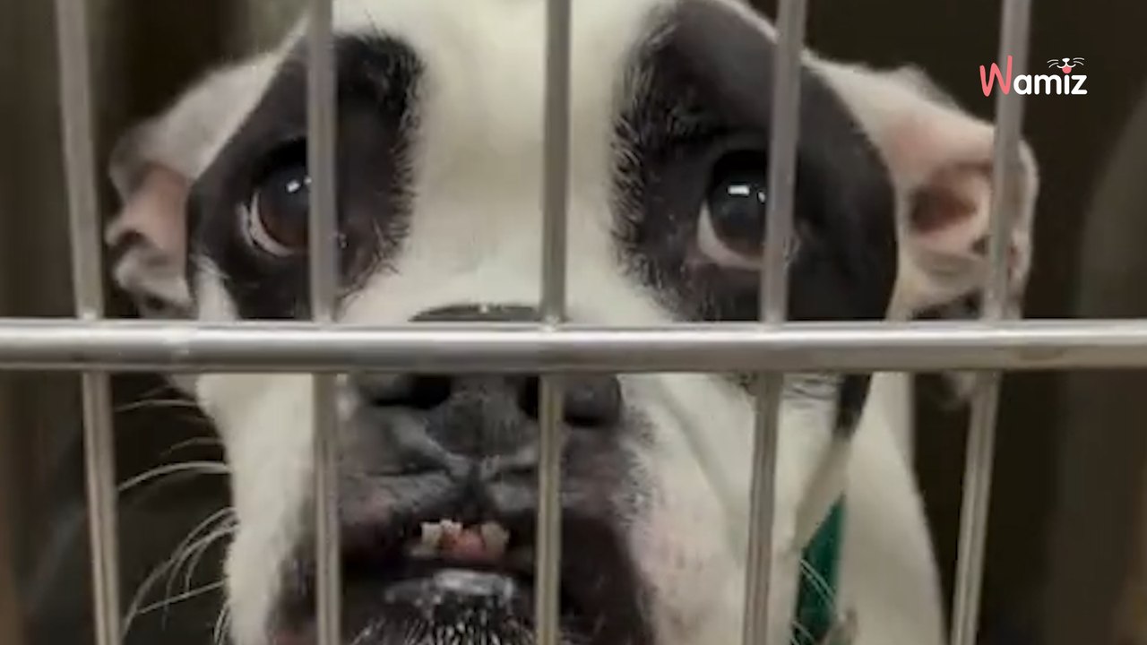 Abandonnée deux fois, une chienne croisé Boxer attend depuis plus de 88 jours un foyer