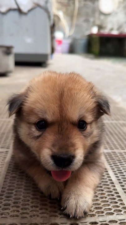 The puppy is really cute