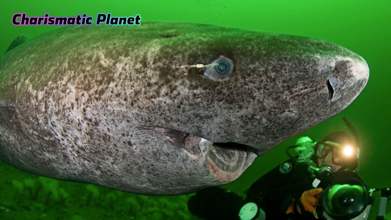 World’s Oldest Shark? Meet the Greenland Shark of the Arctic! - video ...