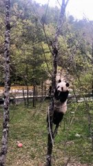 The daily life of pandas 🐼()   #Panda #Lovely