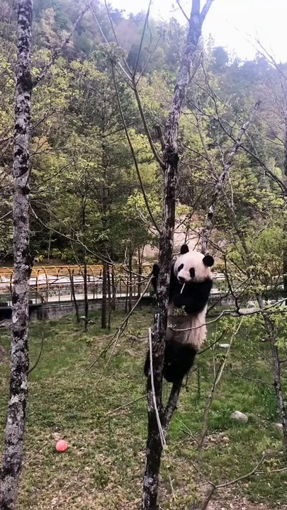 The daily life of pandas 🐼()   #Panda #Lovely