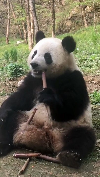 The daily life of pandas 🐼   #Panda #Lovely
