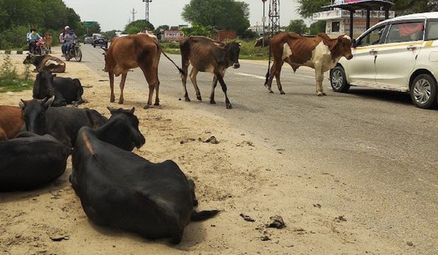 निराश्रित पशु बने ‘नासूर’, आश्रय स्थल खुले तो मिले राहत