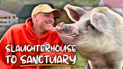 From Slaughterhouse to Sanctuary: The Incredible Story of Arthur’s Acres | Happily TV