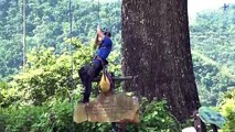 Roots That Run Deep: Taiwan's Tallest Chinaberry Tree