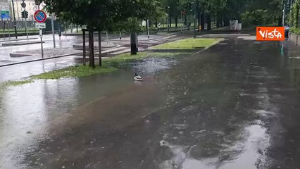 Maltempo a Milano, una papera scambia una pozzanghera per uno stagno