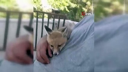 Doğada bulduğu yavru tilkiyi bebek gibi sevdi!