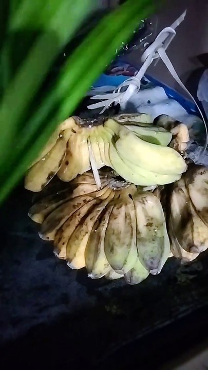 pisang kepok