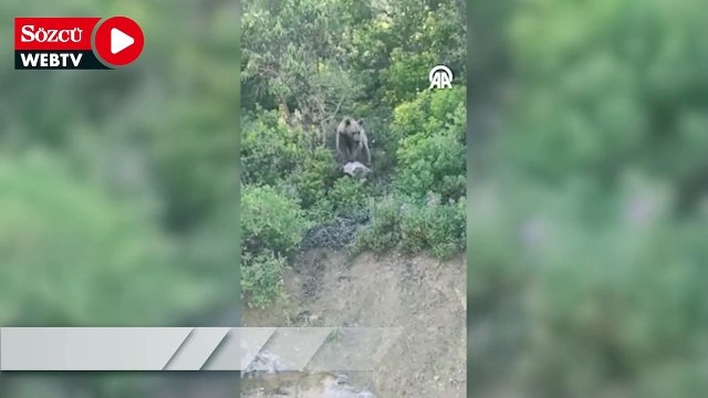Orman işçileri karşılaştıkları ayıyı cep telefonuyla görüntüledi