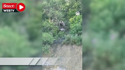 Orman işçileri karşılaştıkları ayıyı cep telefonuyla görüntüledi