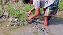 Boy Catching Big Catfish in Rice Field! Best Catfish Catching by Hand in Mud Water