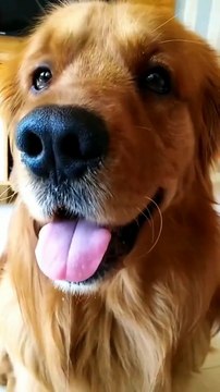 Cute pet, so cute, look at this little look, this dog is so smart, funny