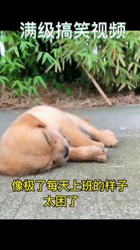 Funny video that will make you laugh until your stomach hurts in 10 seconds. Specially designed to cure unhappiness. Laugh every time you watch it. Funny video. If you don't laugh after watching it, I lose.