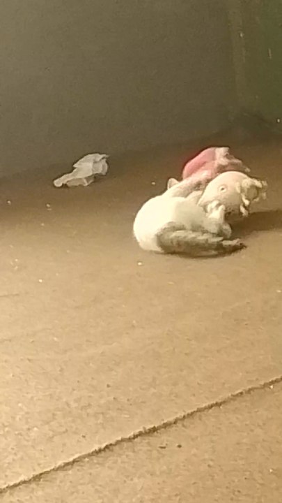 Naughty Cat