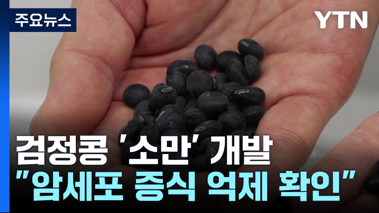 [녹색] 기능성 검정콩 '소만' 개발..."암세포 증식 억제 확인" / YTN