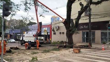 Corte de árvore deixa trecho da Rua Pio XII interditado