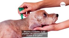 Cuidado: tu gato puede morir si le aplicas una pipeta de perro