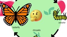 The Lifecycle of a Butterfly