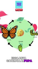 The Lifecycle of a Butterfly