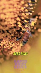 The Role of Bees in Our Ecosystem